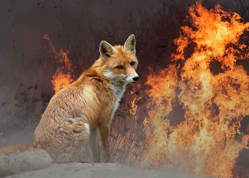 A fox sitting in front of fire