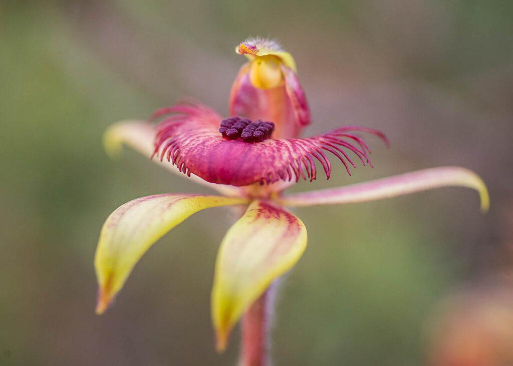 Dancing Spider Orchid by Georgina Steytler