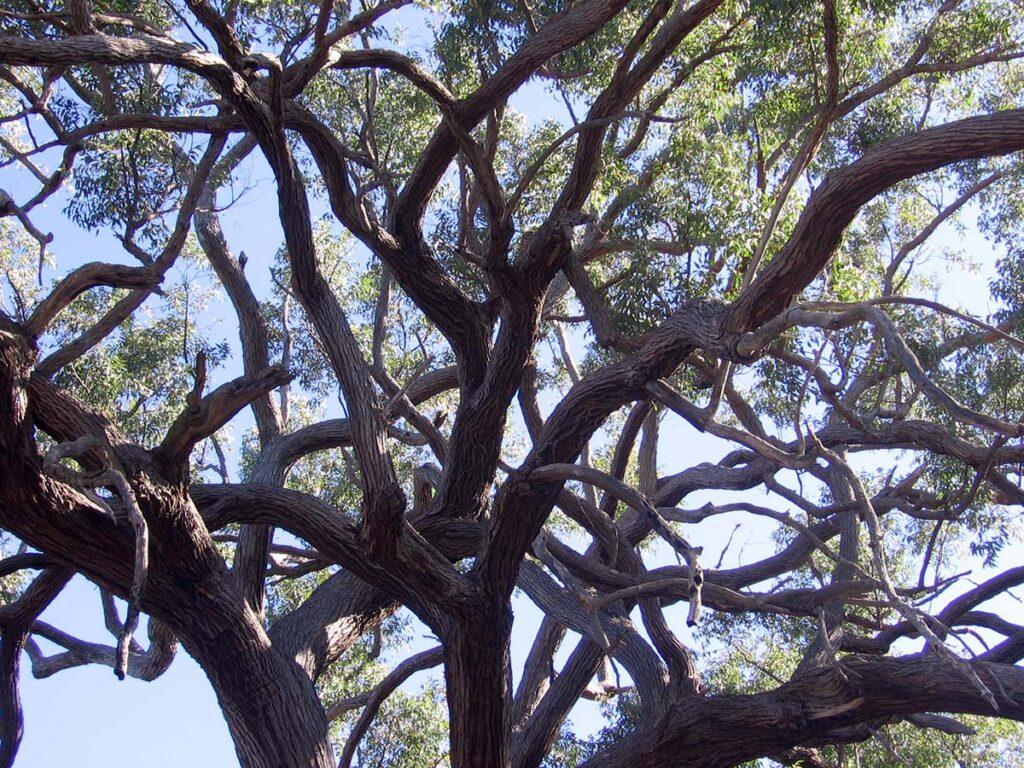 A Jarrah tree canopy.