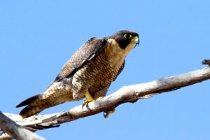 Peregrine Falcon (Falco peregrinus). Photo by Phil Lewis.