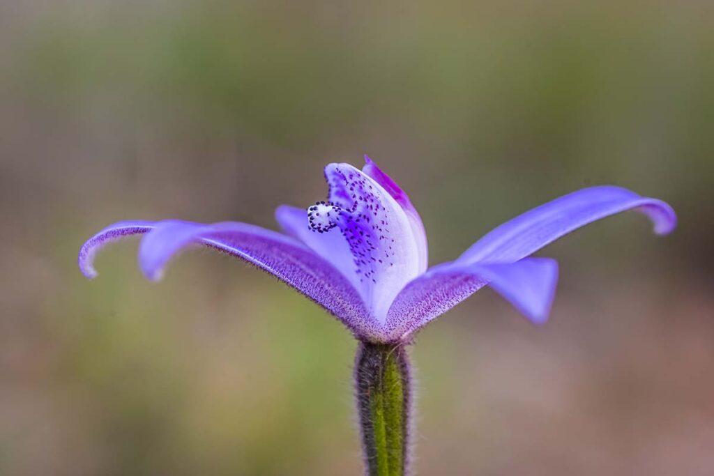 Silky Blue orchid by Georgina Steytler