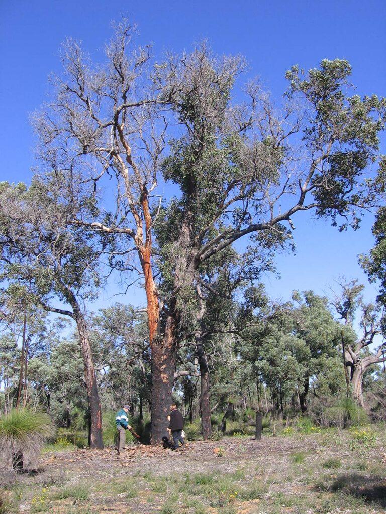 Two Toodyay Nats Club members inspecting bark of a burnt tree