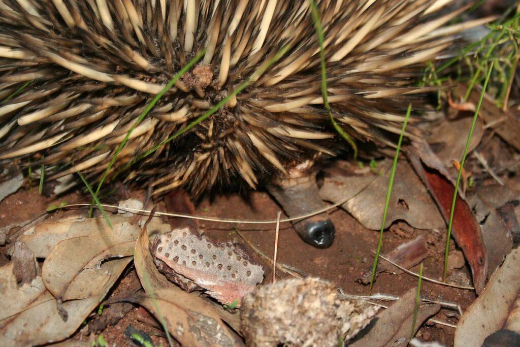 An echidna searching for ants. Photo by Wayne Clarke.