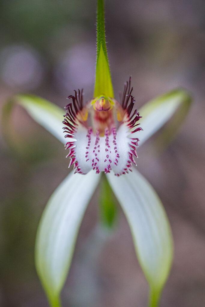 White spider orchid by Georgina Steytler