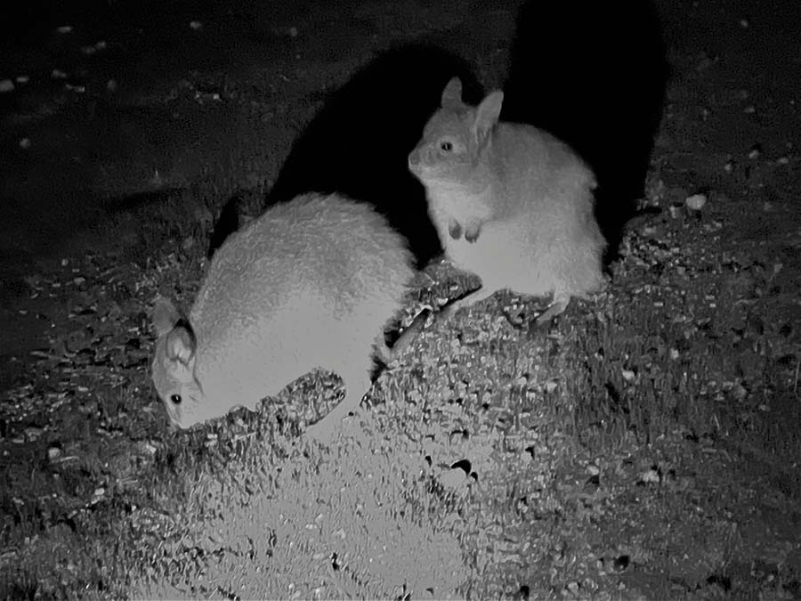 Woylies foraging for food ( infrared capture).