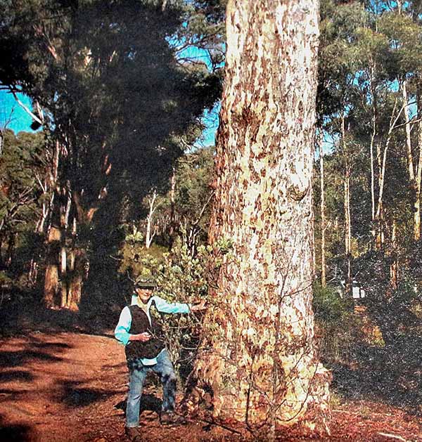 A woman standing next to an old-growth tree in Julimar Forest