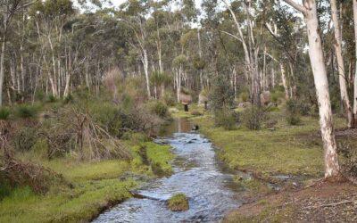 Microhabitat Moments:  Julimar’s water – a lifeline for the Swan-Avon