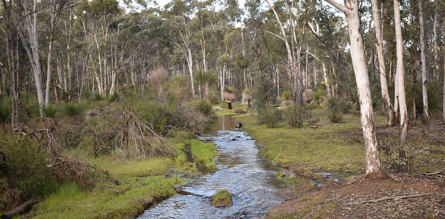 A brook running through Julimar forest