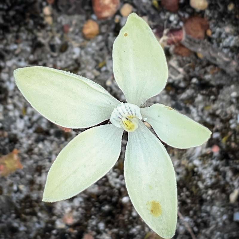 A Yellow China Orchid (Cyanicula ixioides subsp. ixioides)