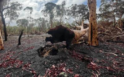 DBCA Prescribed Burns PHS260 and PHS195