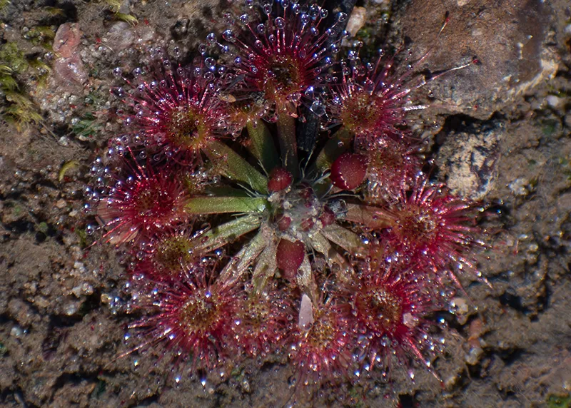 A Drosera spilos