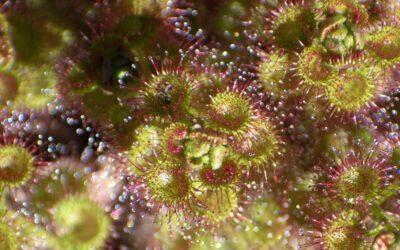 Flora in focus:  Julimar’s sticky secret – the sundew