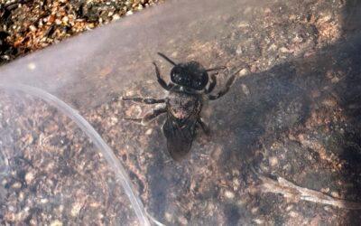 Why our native bee surveys matter