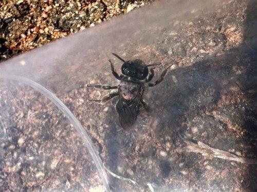 A bee in a jar (Leioproctus Genus Leioproctus)