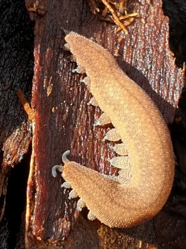 A velvet worm.