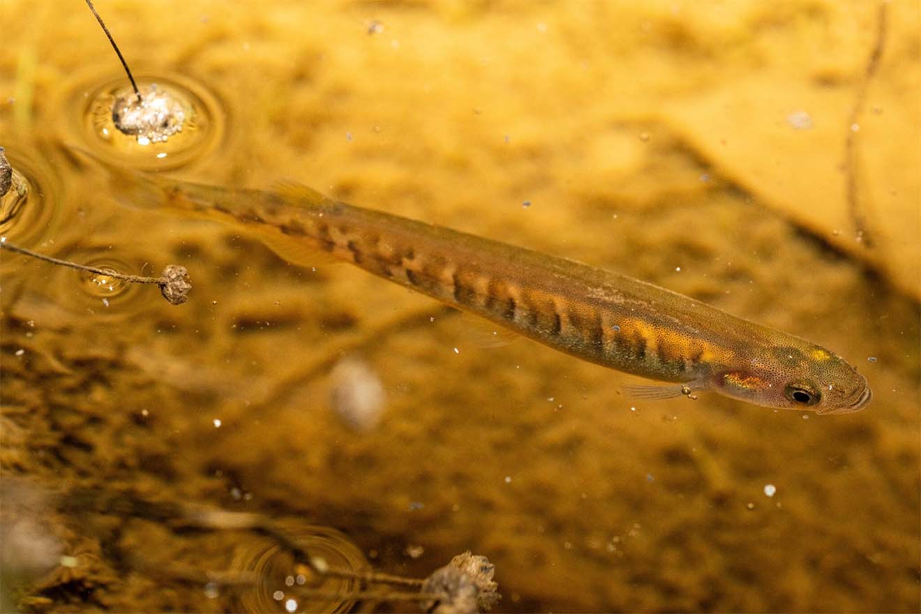 A Western Galaxias (Galaxias occidentalis) fish