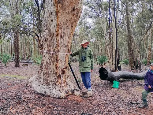 Survey lead, Adam Peck measuring a wandoo tree.
