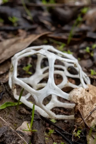 A Basket fungi.