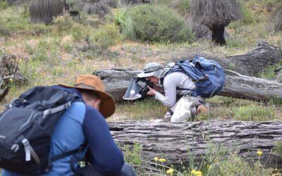 Great Southern BioBlitz bee & flora surveys