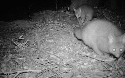 Caught on camera:  Our 2025 camera trap project is rolling!