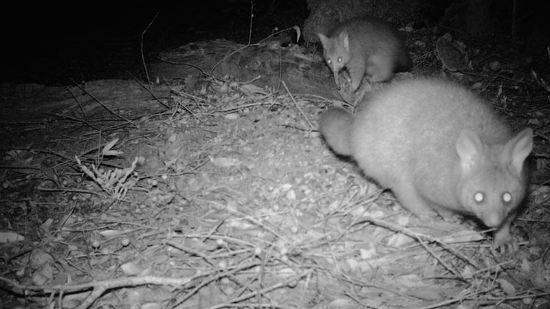 2 brush-tailed possums caught on camera