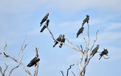 Black Cockatoo nesting success in prescribed burn area