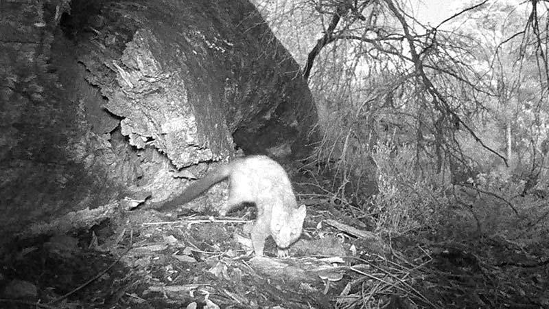 A chuditch caught on camera