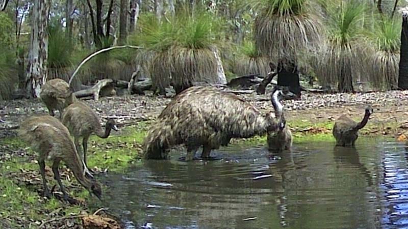 A male emu and  several offspring