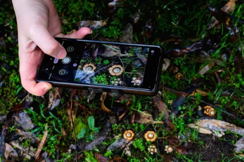 Close inspection of a fungi. Someone taking a photo of fungi with their mobile camera.