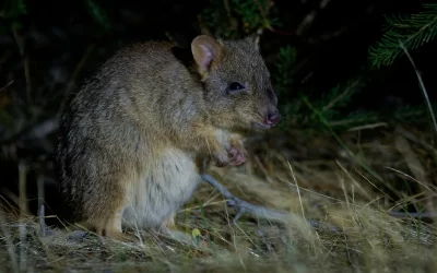 Fauna in focus:  The Woylie – Western Australia’s ecosystem engineer
