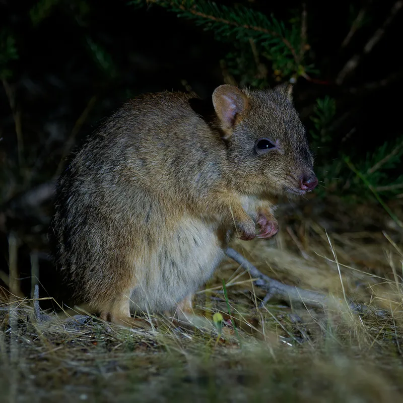 A woylie caught on camera, foraging