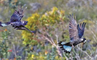 Fire destroys nest sites
