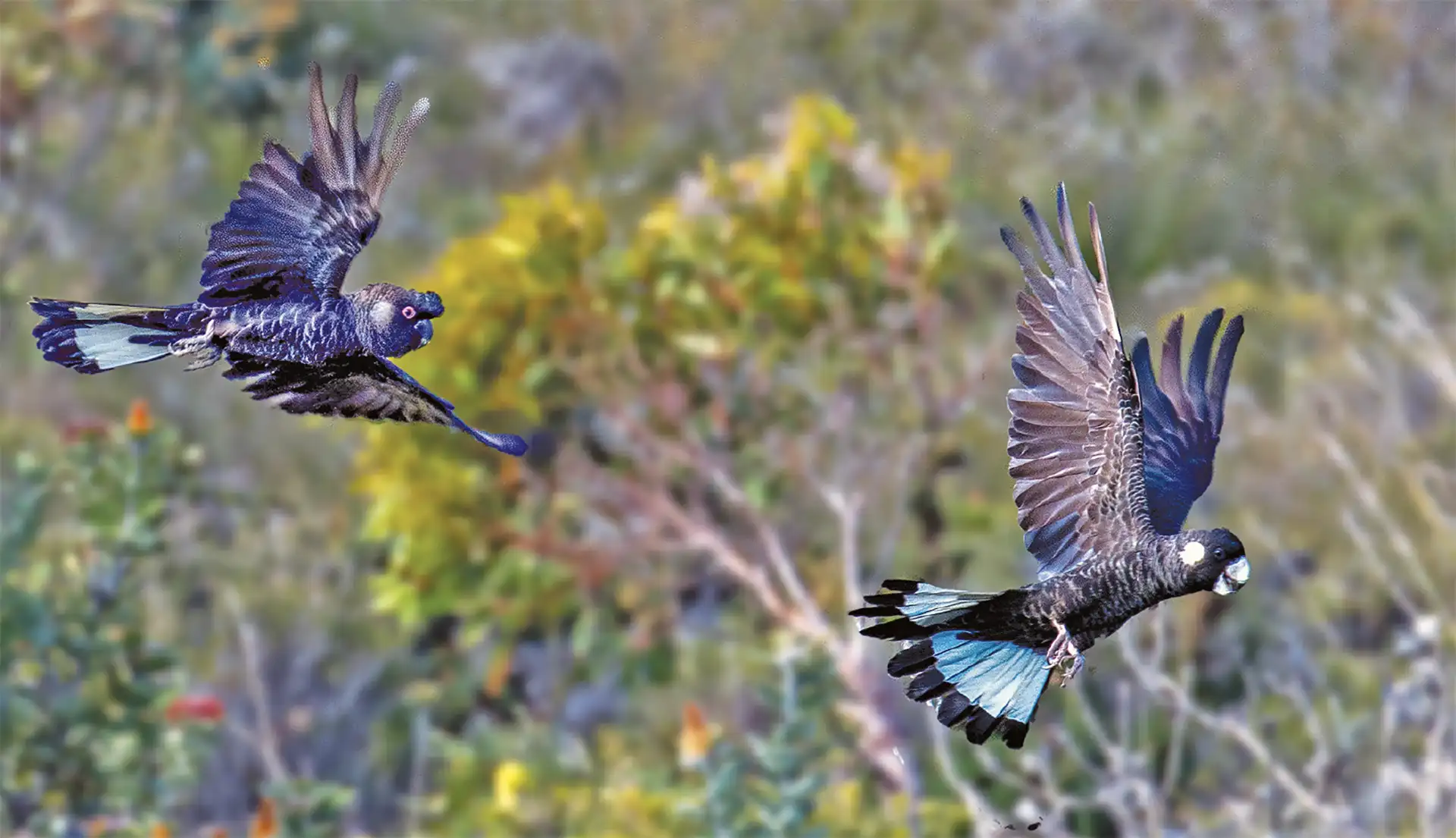 Two Carnaby’s black-cockatoos in flight (Photo by Mike Bouette)