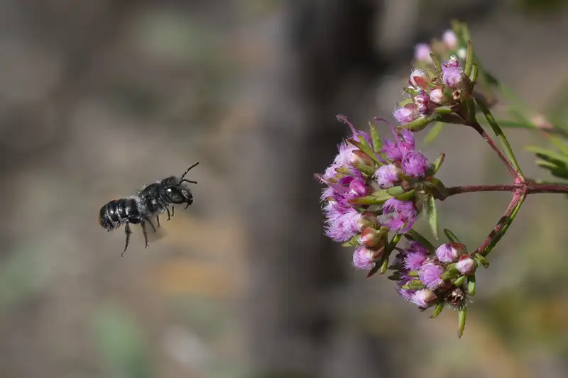 Native Megachile bee approaching the flowers of the Painted Featherflower (Verticordia picta)