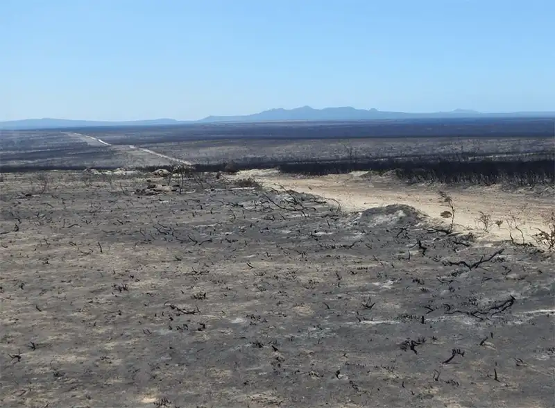 Scorched earth. Fitzgerald River National Park. Photo by Cocanarup Conservation Alliance