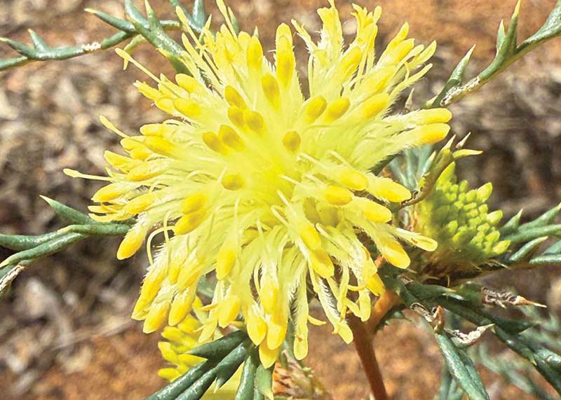 Many-headed Dryandra - by Daniel Heald