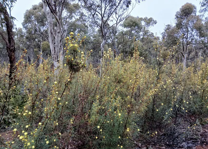Many-headed Dryandra - by @Bushmonger