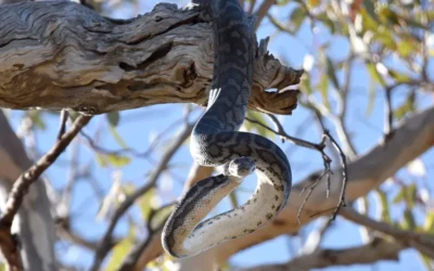 Microhabitat moments: Hidden sanctuaries