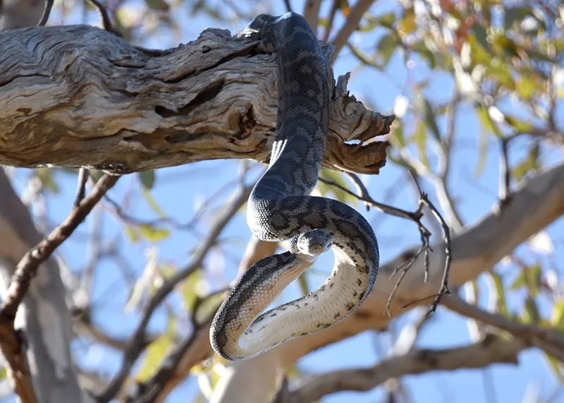 Powderbark Tree Microhabitat moments: Hidden sanctuaries - Julimar Conservation and ...