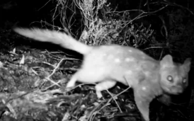 Fauna in focus: The rise of the Chuditch