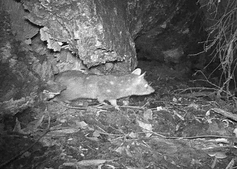 A chuditch leaving its den