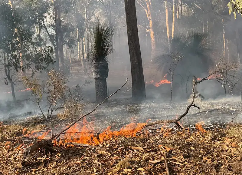 A controlled burn in bushland
