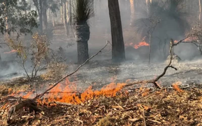 Does the bush really “need” fire? A closer look