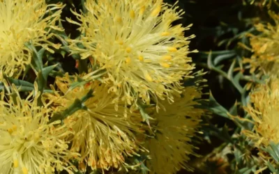 Flora in focus: Many-headed Dryandra